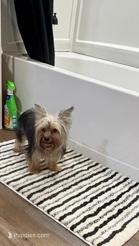 Pebbles  – Yorkshire Terrier puppy for sale in Prestonsburg, KY