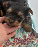 winston, a male Yorkshire Terrier for sale in Prestonsburg, KY – 2 of 2