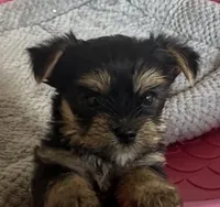 Bam bam , a male Yorkshire Terrier for sale in Prestonsburg, KY – 4 of 5