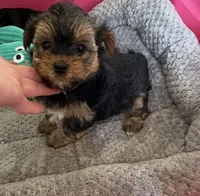 Bentley , a male Yorkshire Terrier for sale in Prestonsburg, KY – 4 of 4