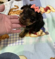 Pixie , a female Yorkshire Terrier for sale in Prestonsburg, KY – 3 of 4