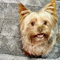 LITTLE BAMBAM , a male Yorkshire Terrier for sale in Prestonsburg, KY – 2 of 6