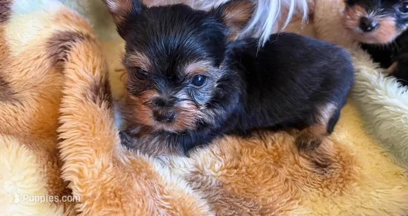 minnie mouse – Yorkshire Terrier puppy for sale in Prestonsburg, KY