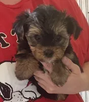 Bentley , a male Yorkshire Terrier for sale in Prestonsburg, KY – 2 of 5