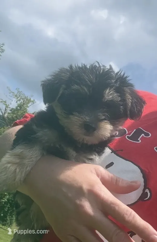 Maxwell  – Morkie puppy for sale in Prestonsburg, KY