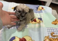 Tigger , a male Miniature Schnauzer and Yorkshire Terrier for sale in Prestonsburg, KY – Photo 3 of 6