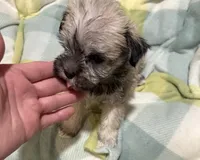 Tigger , a male Miniature Schnauzer and Yorkshire Terrier for sale in Prestonsburg, KY – Photo 4 of 6