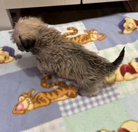 Tigger , a male Miniature Schnauzer and Yorkshire Terrier for sale in Prestonsburg, KY – Photo 2 of 6