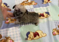 Tigger , a male Miniature Schnauzer and Yorkshire Terrier for sale in Prestonsburg, KY – Photo 6 of 6