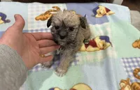 Tigger , a male Miniature Schnauzer and Yorkshire Terrier for sale in Prestonsburg, KY – Photo 1 of 6