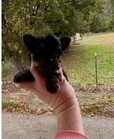 micky mouse, a male Yorkshire Terrier for sale in Prestonsburg, KY – 3 of 3