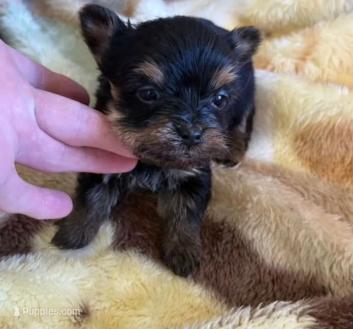 micky mouse – Yorkshire Terrier puppy for sale in Prestonsburg, KY