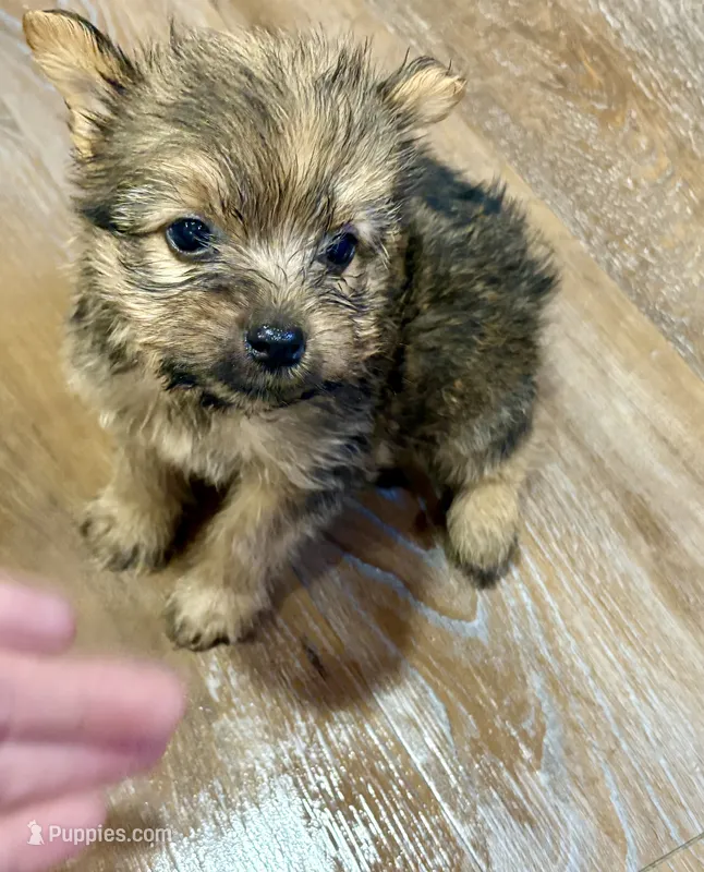 Brownie  – Morkie puppy for sale in Prestonsburg, KY