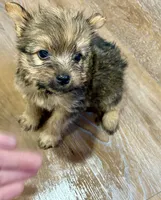 Brownie , a male Morkie for sale in Prestonsburg, KY – 1 of 4