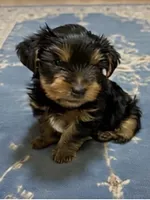 Yogi , a male Yorkshire Terrier for sale in Prestonsburg, KY – 2 of 3