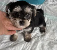 Elmo (black and golden morkie), a male Morkie for sale in Prestonsburg, KY – Photo 2 of 3