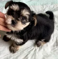 Elmo (black and golden morkie), a male Morkie for sale in Prestonsburg, KY – Photo 3 of 3