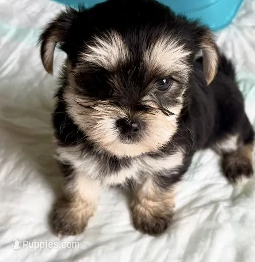 Elmo (black and golden morkie) – Morkie puppy for sale in Prestonsburg, KY