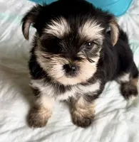 Elmo (black and golden morkie), a male Morkie for sale in Prestonsburg, KY – Photo 1 of 3