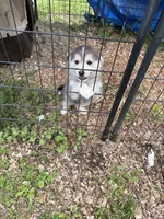 Queen , a female Siberian Husky for sale in Prestonsburg, KY – 3 of 3