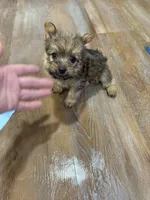 Brownie , a male Morkie for sale in Prestonsburg, KY – 3 of 4