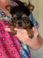 minnie mouse, a female Yorkshire Terrier for sale in Prestonsburg, KY – 2 of 2