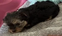 Bentley , a male Yorkshire Terrier for sale in Prestonsburg, KY – 4 of 5
