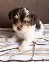 Hershey (chocolate parti morkie), a male Morkie for sale in Prestonsburg, KY – Photo 1 of 3