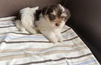 Hershey (chocolate parti morkie), a male Morkie for sale in Prestonsburg, KY – Photo 2 of 3