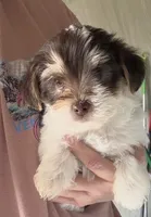 Hershey (chocolate parti morkie), a male Morkie for sale in Prestonsburg, KY – Photo 3 of 3