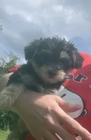 Maxwell , a male Morkie for sale in Prestonsburg, KY – 2 of 3