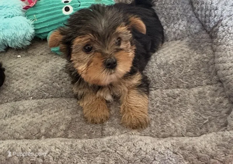 Boomer  – Yorkshire Terrier puppy for sale in Prestonsburg, KY