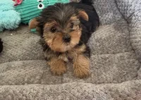 Boomer , a male Yorkshire Terrier for sale in Prestonsburg, KY – 1 of 6