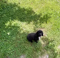 Piper , a female Poodle - Toy  for sale in Prestonsburg, KY – 2 of 3