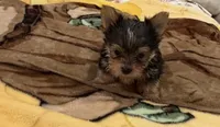 Timmy , a male Yorkshire Terrier for sale in Prestonsburg, KY – 1 of 4