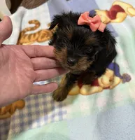 Pixie , a female Yorkshire Terrier for sale in Prestonsburg, KY – 2 of 4
