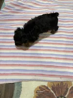 Pixie , a female Yorkshire Terrier for sale in Prestonsburg, KY – 4 of 7
