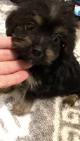 Odie , a male Yorkshire Terrier and Poodle - Toy  for sale in Prestonsburg, KY – 2 of 3