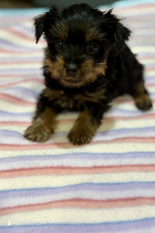 Pixie  – Yorkshire Terrier puppy for sale in Prestonsburg, KY