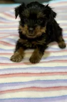 Pixie , a female Yorkshire Terrier for sale in Prestonsburg, KY – 1 of 6