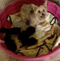 LITTLE BAMBAM , a male Yorkshire Terrier for sale in Prestonsburg, KY – 4 of 6