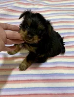 Pixie , a female Yorkshire Terrier for sale in Prestonsburg, KY – 5 of 6