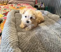 Elmo, a male Morkie for sale in Prestonsburg, KY – 4 of 5