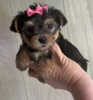 COOKIE , a female Yorkshire Terrier for sale in Prestonsburg, KY – 2 of 3