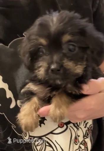 Odie  – Yorkshire Terrier, Poodle - Toy  puppy for sale in Prestonsburg, KY