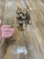 Brownie , a male Morkie for sale in Prestonsburg, KY – 4 of 4