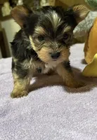 timmy, a male Yorkshire Terrier for sale in Prestonsburg, KY – 3 of 3
