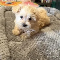 Elmo, a male Morkie for sale in Prestonsburg, KY – 3 of 5