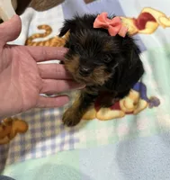 Pixie , a female Yorkshire Terrier for sale in Prestonsburg, KY – 4 of 4