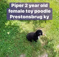 piper, a female Poodle - Toy  for sale in Prestonsburg, KY – 1 of 2